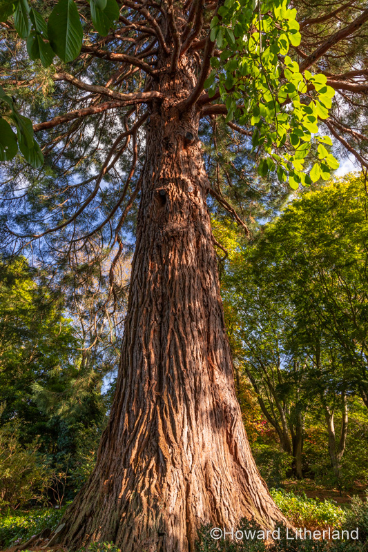 Large redwood tree in dappled sunlight