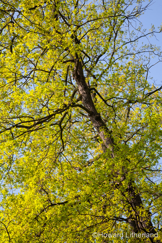 Oak tree in spring foliage