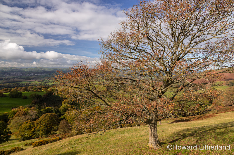 View over the Vale of Clwyd from the Clwydian Range, North Wales