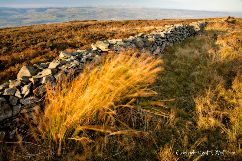 Dry stone wall and blowing grass at the summit of Moel Famau, North Wales, just after sunrise
