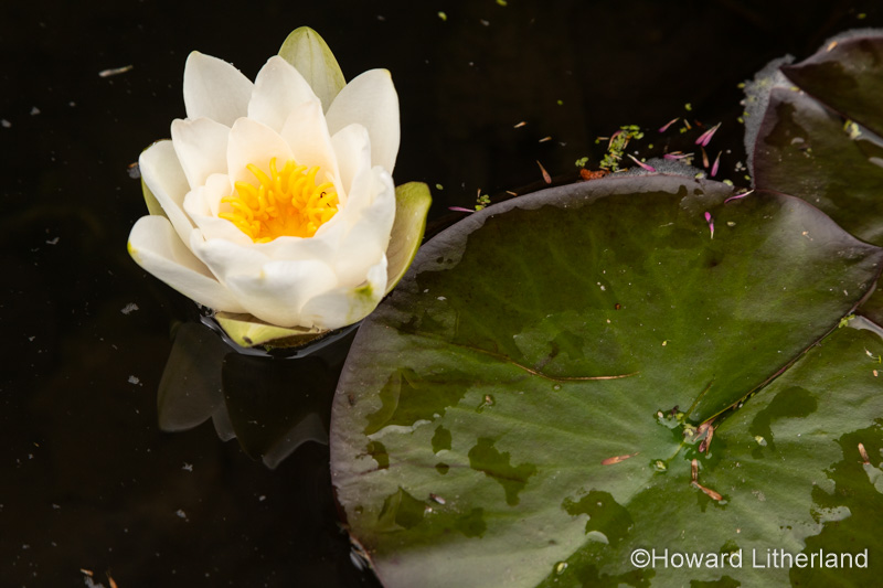 Water lily flowers and lily pads floating in a pond