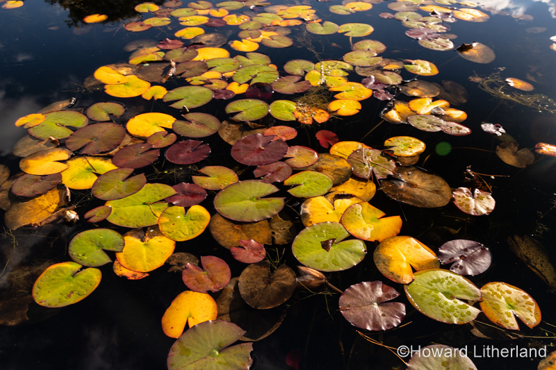 Water lily pads floating in a pond