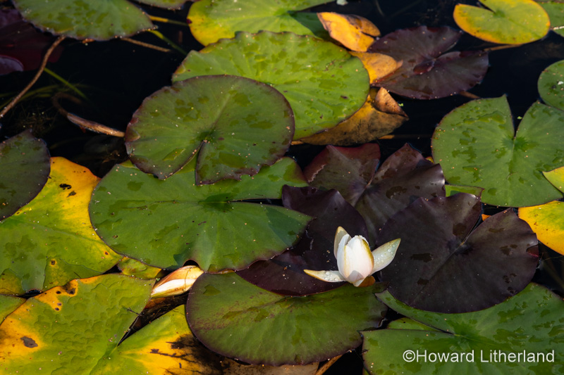 Water lily flowers and lily pads floating in a pond