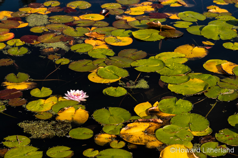 Water lily pads floating in a pond