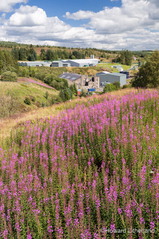 Flowering Rosebay Willowherb at Alwen Reservoir, Wales