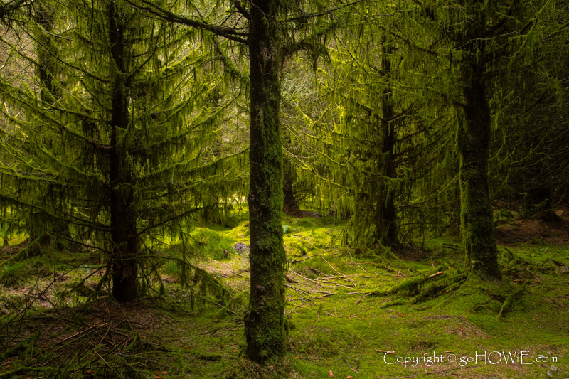 Moss covered trees at Alwen Reservoir, North Wales