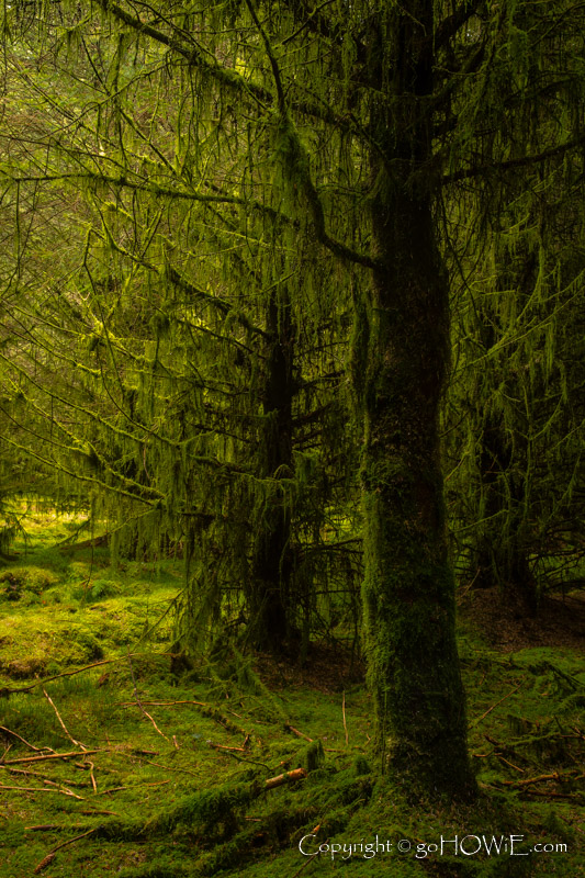 Moss covered trees at Alwen Reservoir, North Wales