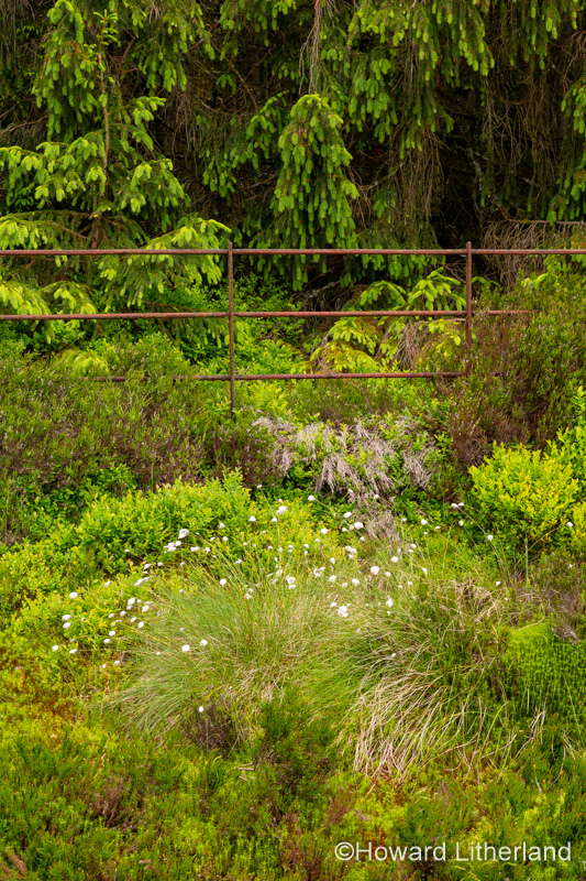 Trees, fence and undergrowth at Alwen Reservoir, North Wales