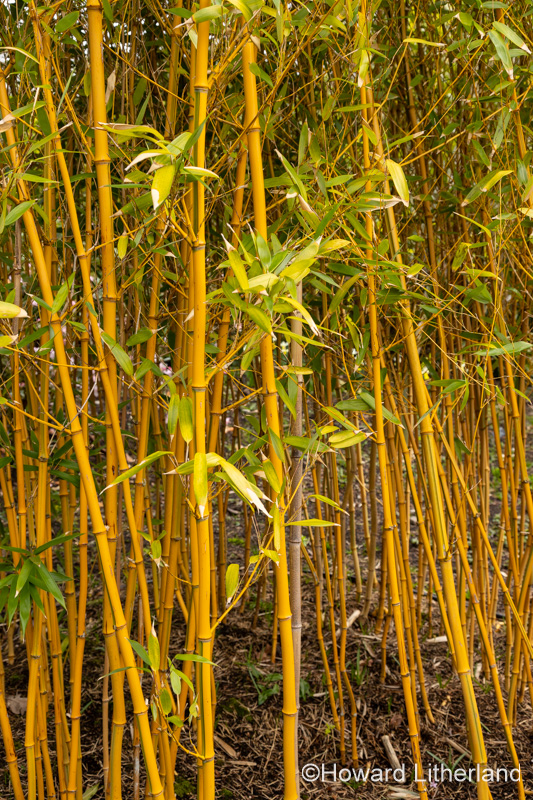 Golden Grove bamboo canes, Phyllostachys Aureosulcata