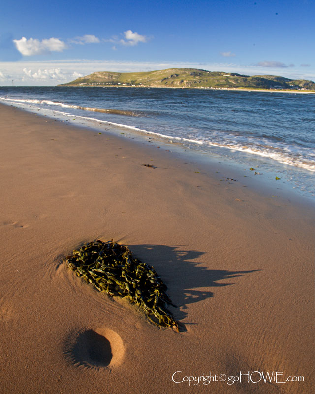 A clump of seaweed on the beach at Conwy Morfa, North Wales, with the Great Orme in the background