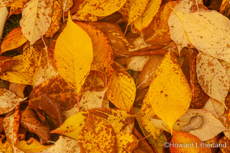 Fallen beech tree leaves in autumnal colours