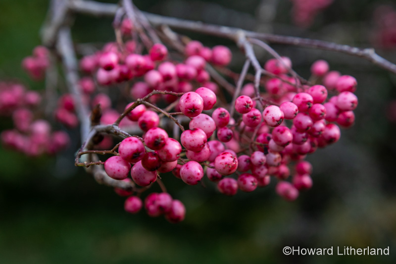 Pink berries on a branch in autumn