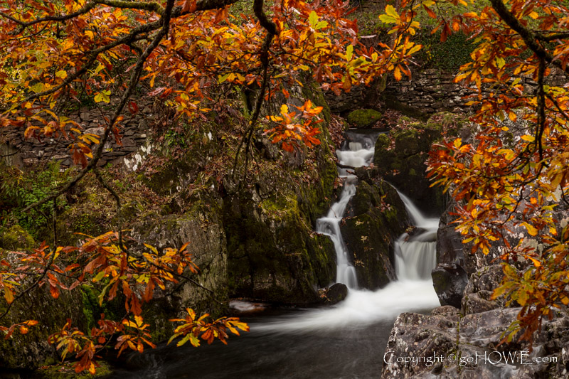 The river Conwy and oak tree in autumn at Betws-y-Coed in the Snowdonia National Park, North Wales