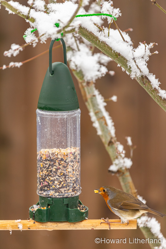 Robin eating seeds from a garden bird feeder