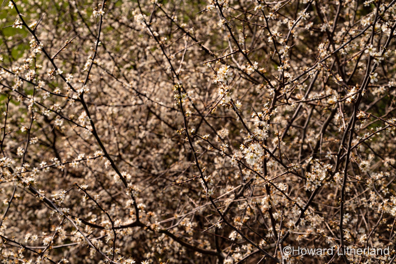 Hawthorne blossom in spring