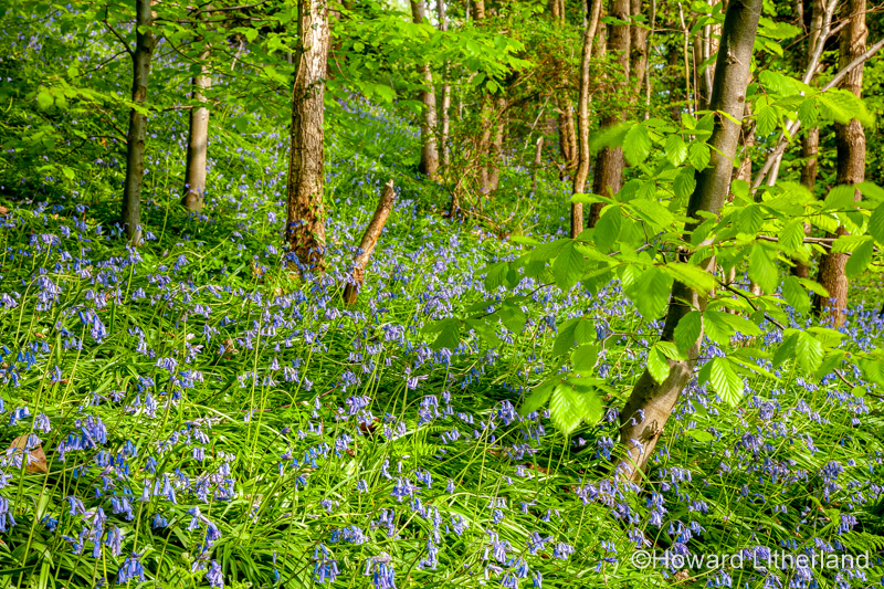 Bluebells and trees in spring