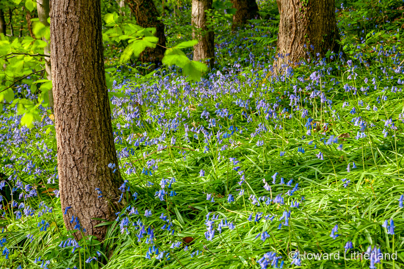 Bluebells and trees in spring