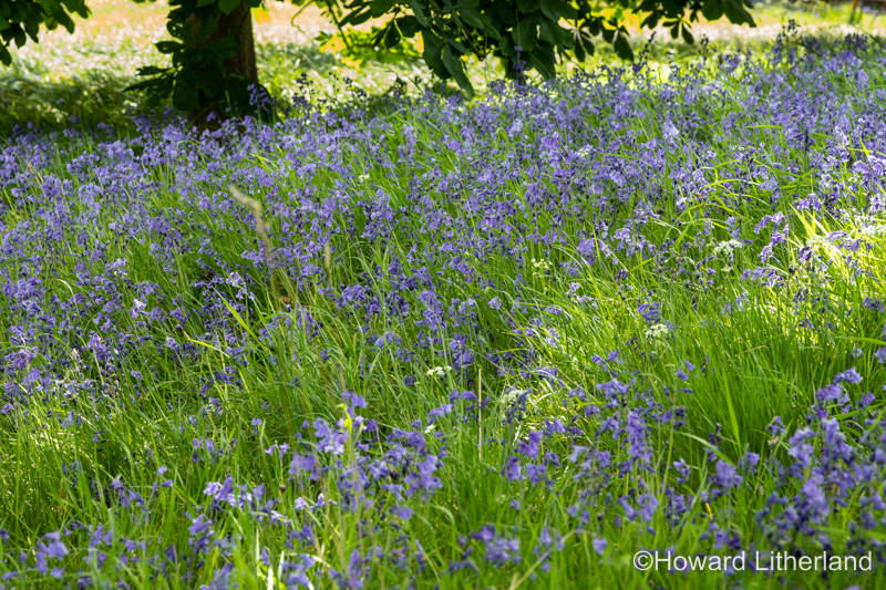 Bluebell flowers in a spring woodland