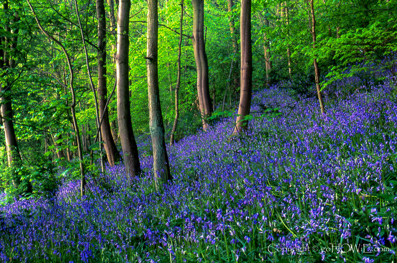 Carpet of bluebells in the woods at Wepre Park, North Wales