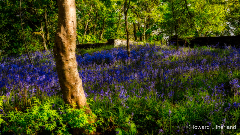Bluebell wood at Roaring Water Bay, County Cork, Ireland