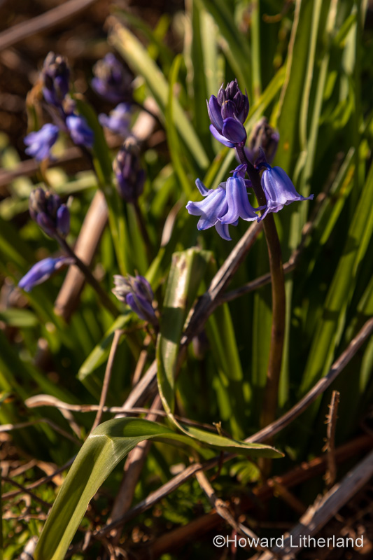 Bluebell flowers, Hyacinthoides non-scripta, in early spring