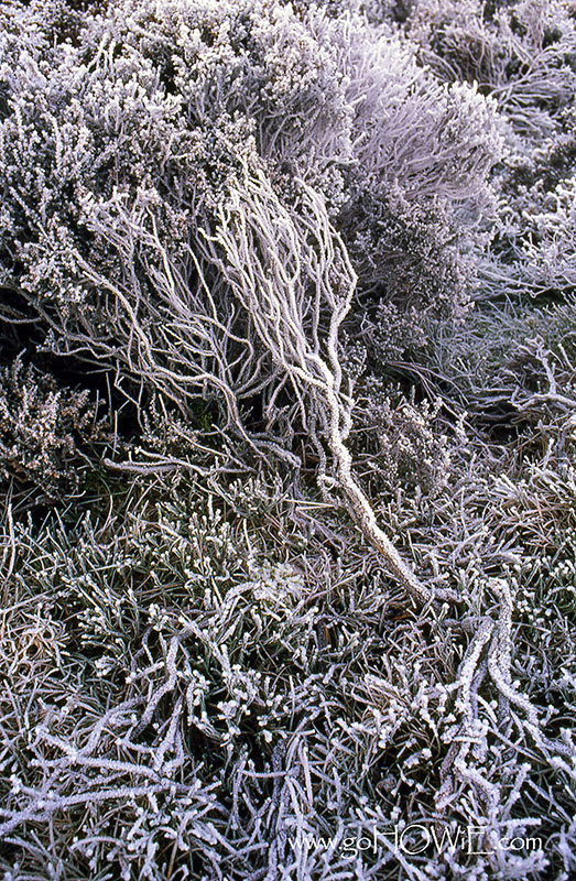 Frost coated bracken, Moel Famau, North Wales