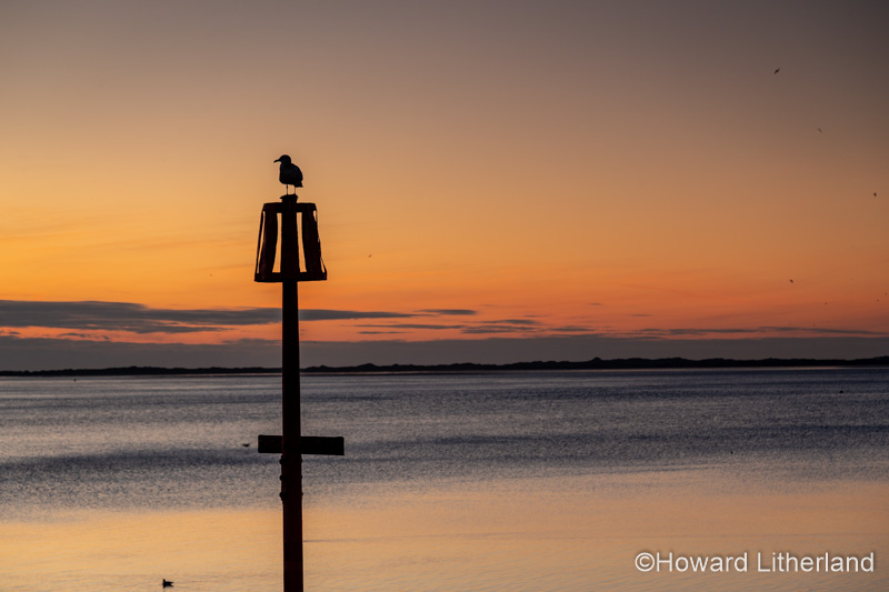 Seagull on a post at dusk at Caernarfon, North Wales coast