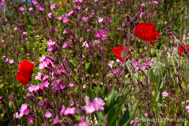 Wildflowers in the summer sunshine at Church Bay on the Isle of Anglesey, North Wales