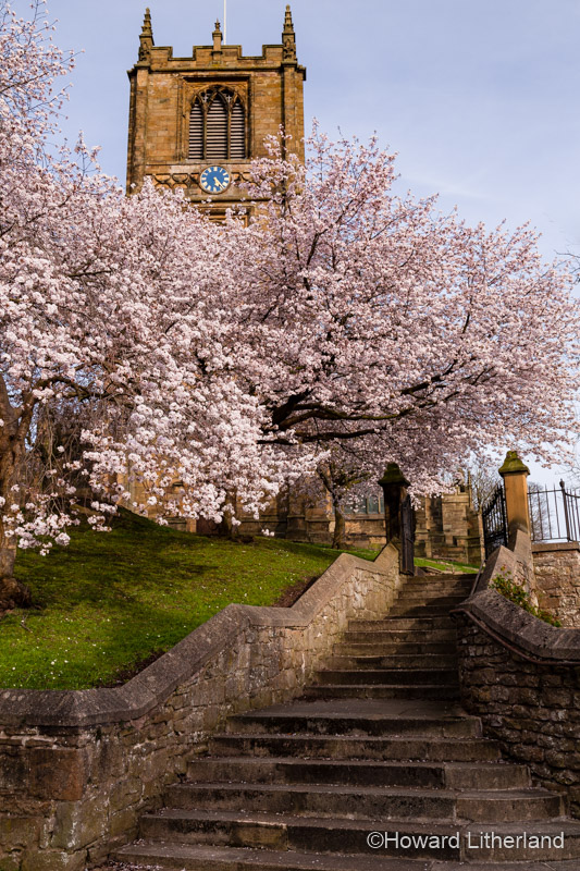 St Mary's parish church, Mold, Wales, in spring with trees in blossom