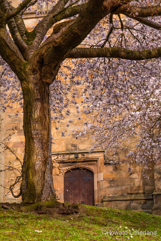 Side door in St Mary's parish church, Mold, Wales, in spring with tree in blossom