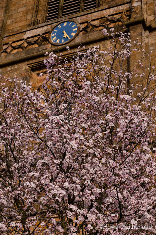 Clock tower of St Mary's parish church, Mold, Wales, in spring with tree in blossom