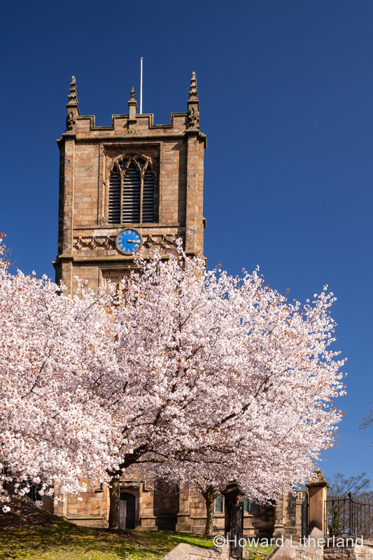 Saint Marys parish church Mold with spring blossom