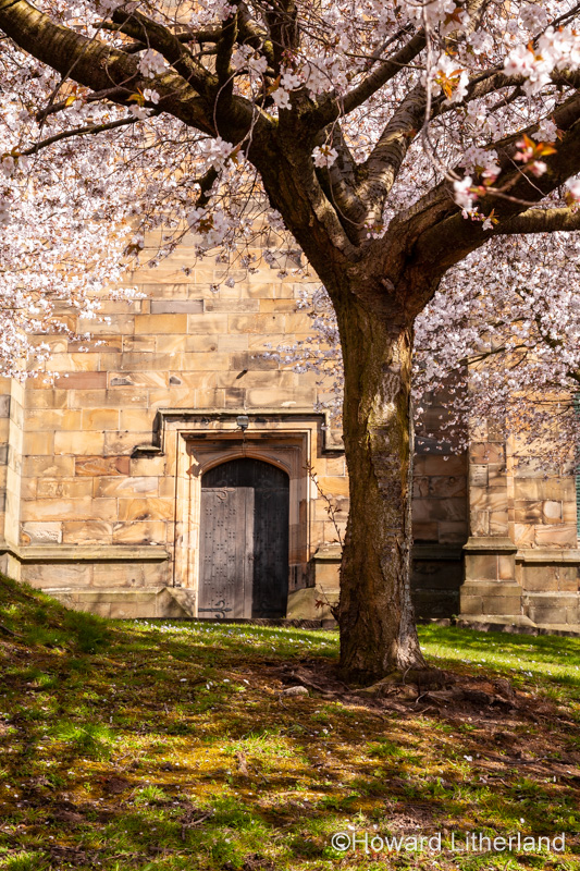 Saint Marys parish church Mold with spring blossom