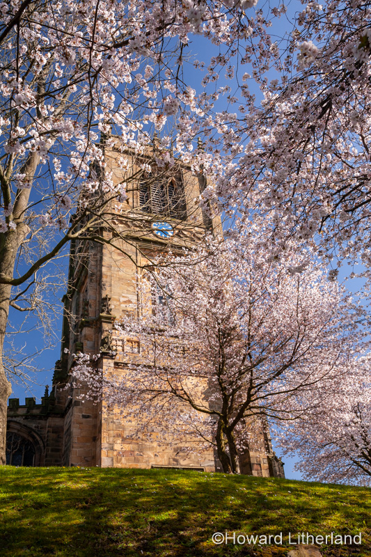 Saint Marys parish church Mold with spring blossom