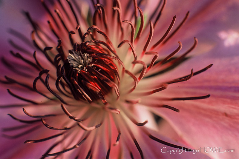 Close up photo of open clematis flower