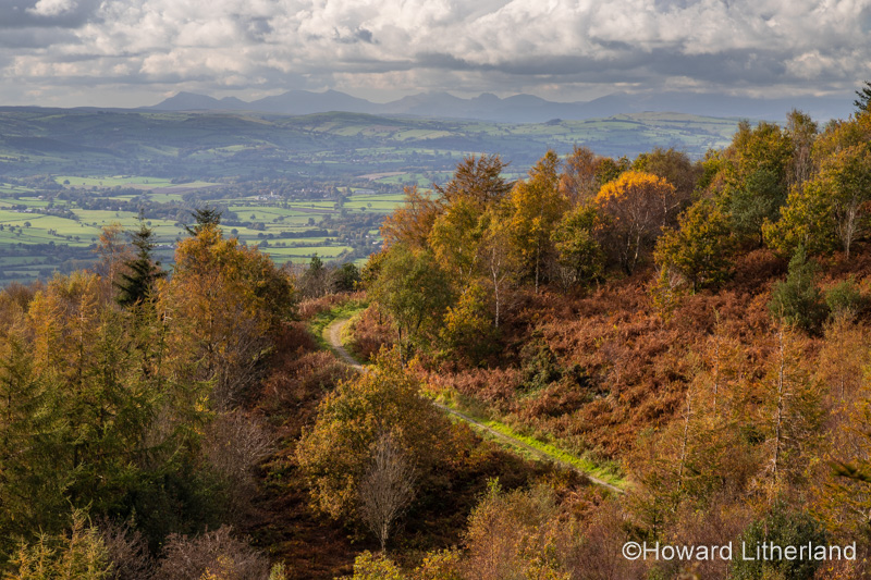 Coed Llangwyfan forest, Clwydian Range, North Wales