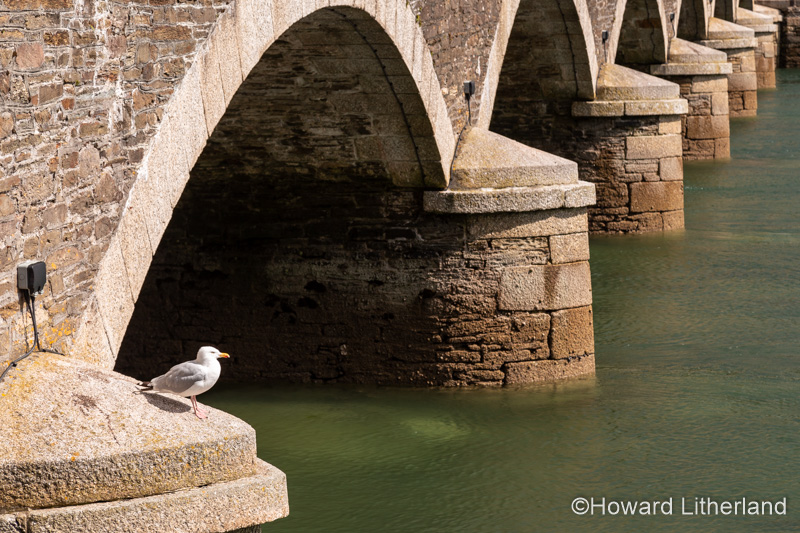 Bridge and seagull at Looe harbour, Cornwall, England