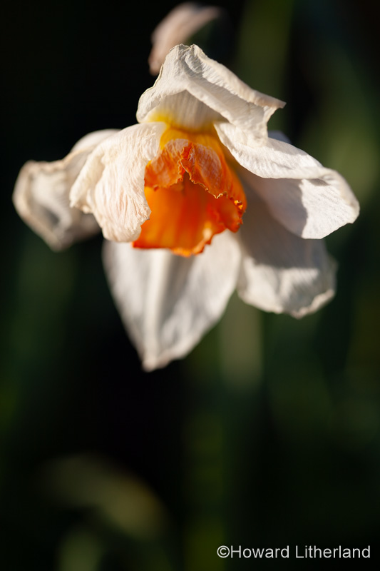 Dead daffodil flower