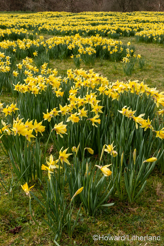 Blooming Daffodil flowers in spring