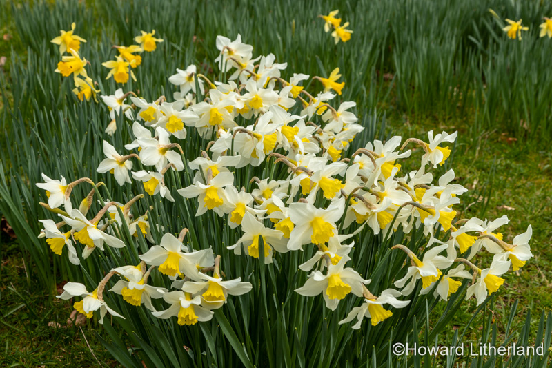 Blooming Daffodil flowers in spring