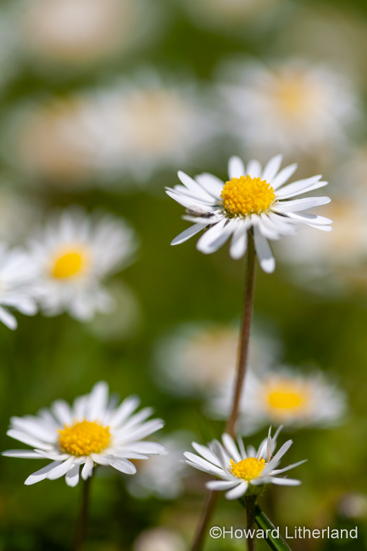 Common Daisies Bellis perennis