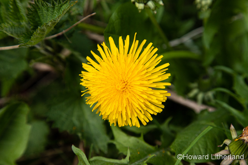 Yellow Dandelion flower in spring