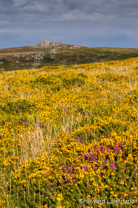 Gorse and rocks on Dartmoor, Devon, England