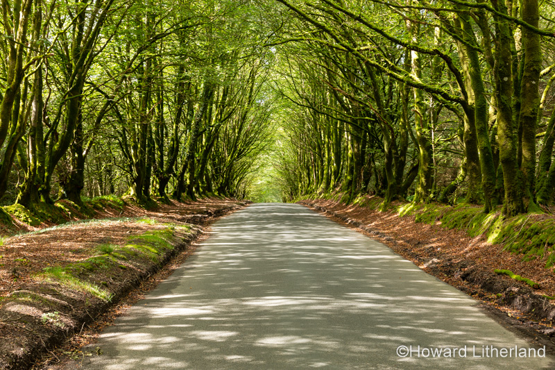 Tree lined road in Hartland, Devon, England