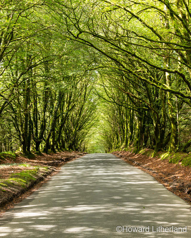 Tree lined road in Hartland, Devon, England