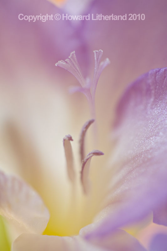 Pink flower