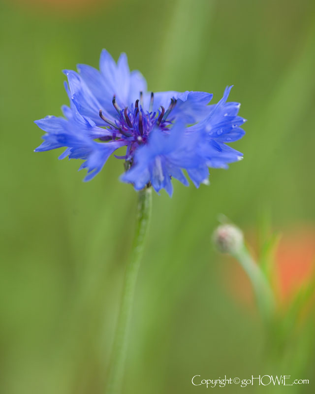Blue wildflower at Giverny, Normandy, France