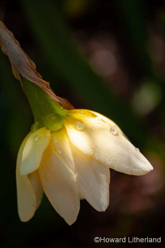White flower with dewdrops