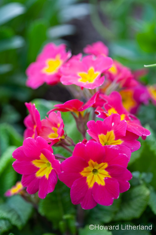 Pink and yellow flowers