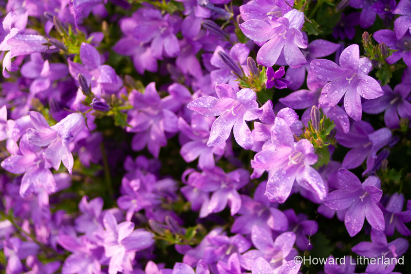 Purple garden flowers with dewdrops